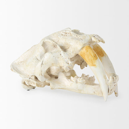 Fozzil 9L x 9W Resin Sabretooth Skull Replica